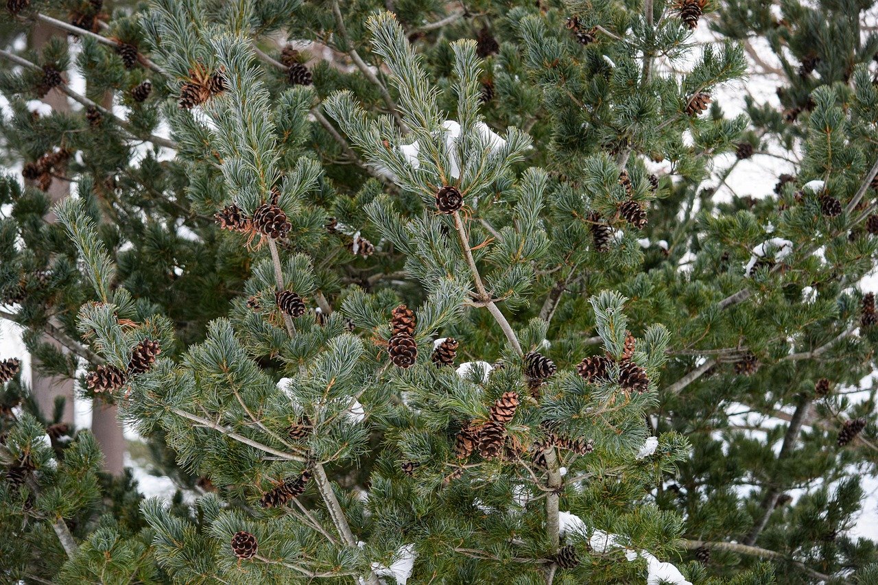 work christmas party