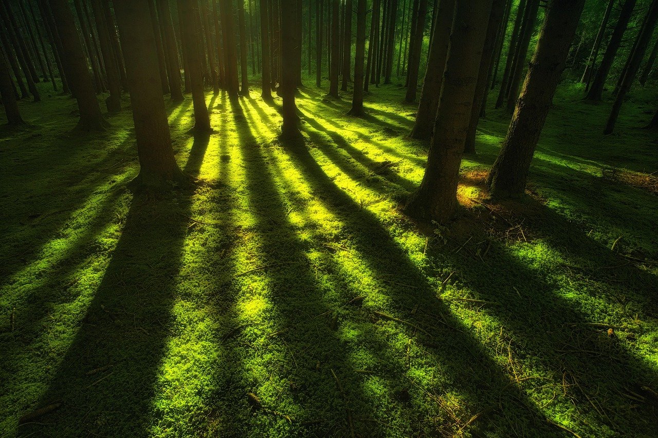 forest, wilderness, trees, nature, moss, landscape, sunlight, woods, forest, forest, forest, forest, forest