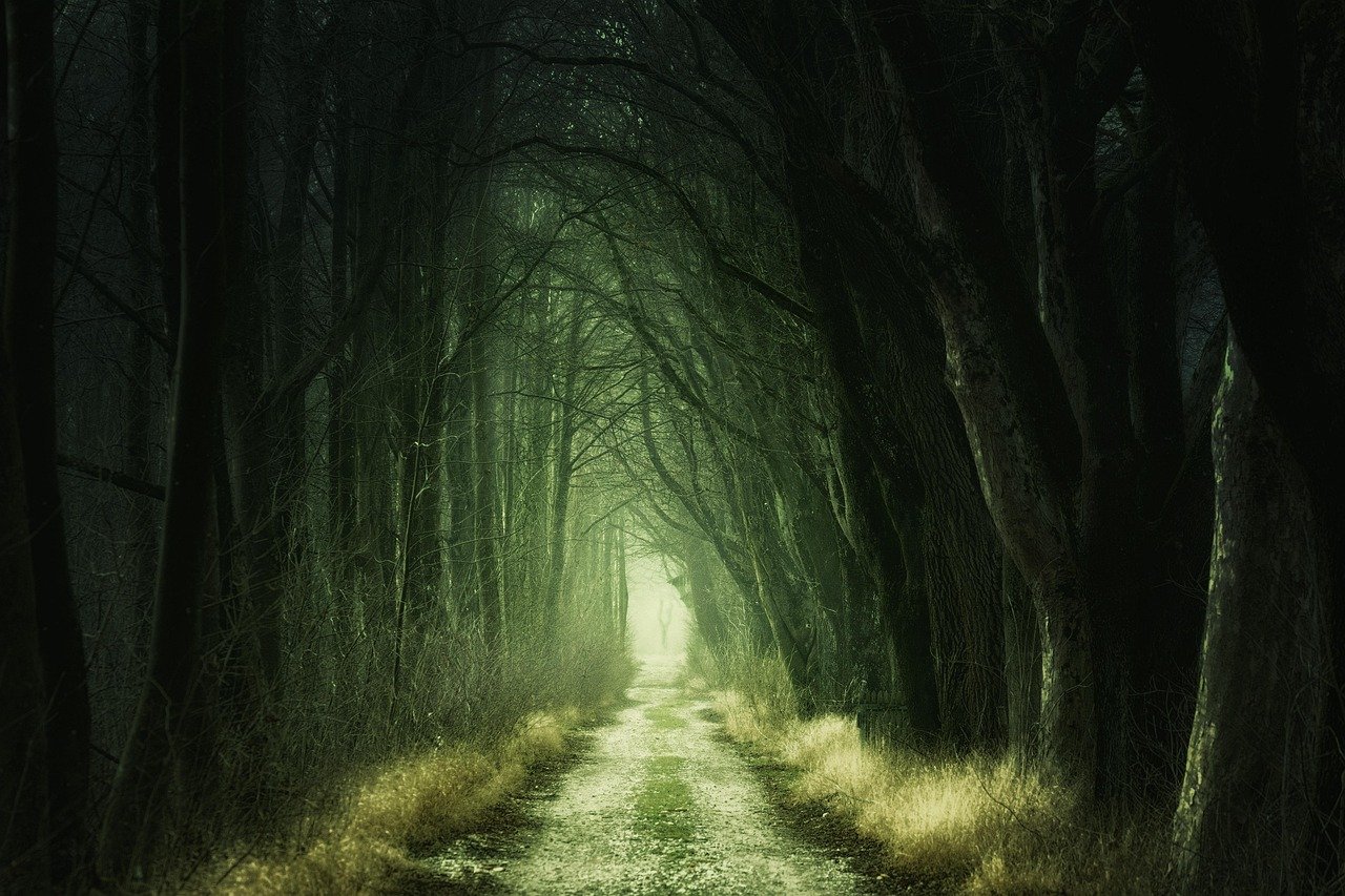 secret, forest, darkness, nature, trees, avenue, passage, gang, away, atmosphere, abandoned, dark, path, gloomy, mysterious, scary, fear, nightmare, autumn, magic, zoom background, green nature, green background, green forest, green tree, green zoom, green dark, green fear, green natural, green path, green magic, forest, forest, forest, forest, forest, dark, dark, scary, scary, fear, green background
